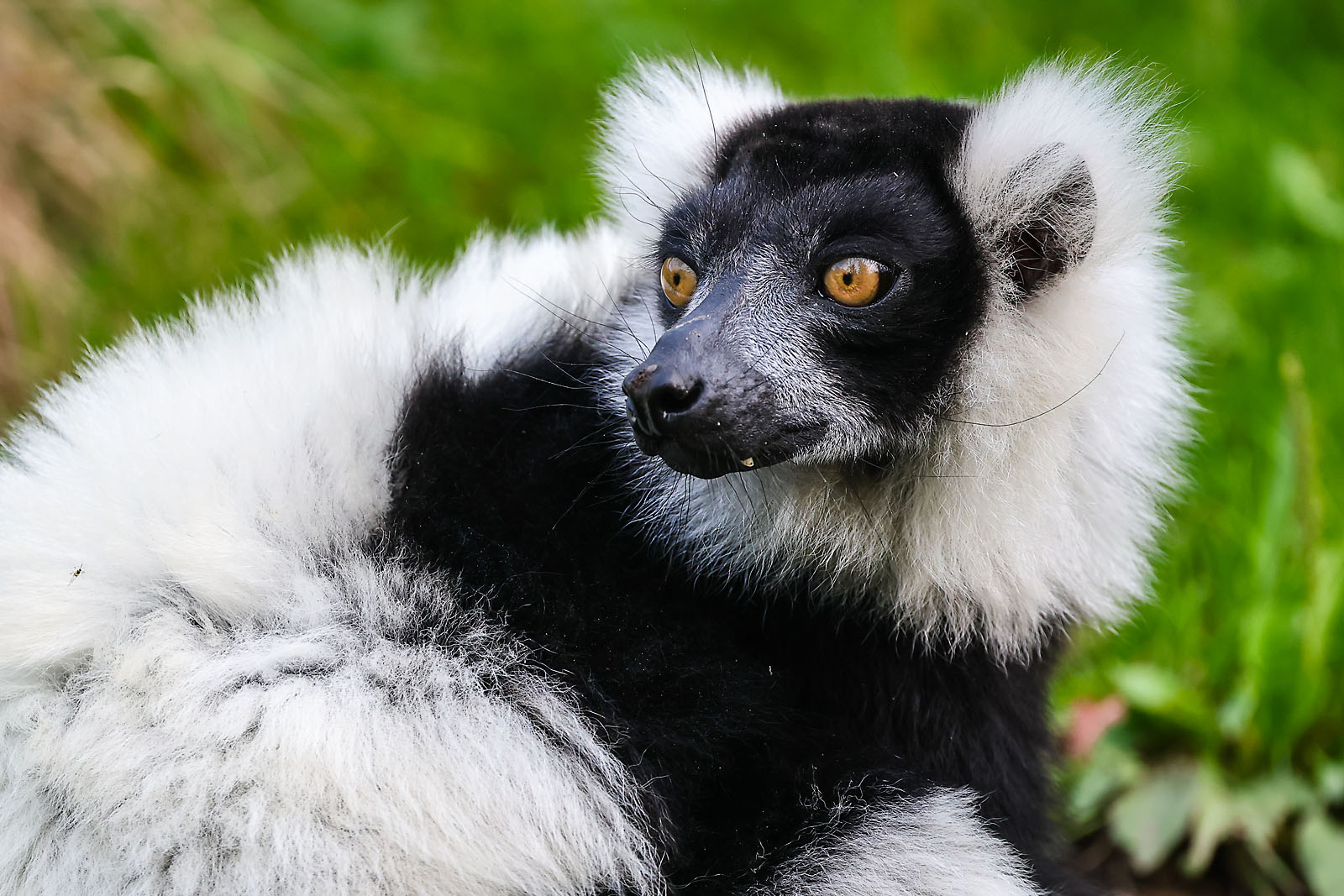 calgary zoo wildlife photographer sergei belski photo