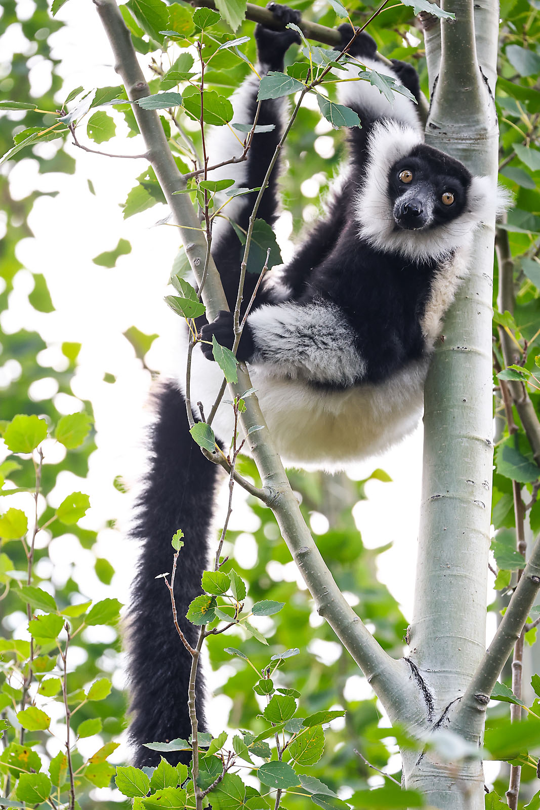 calgary zoo wildlife photographer sergei belski photo