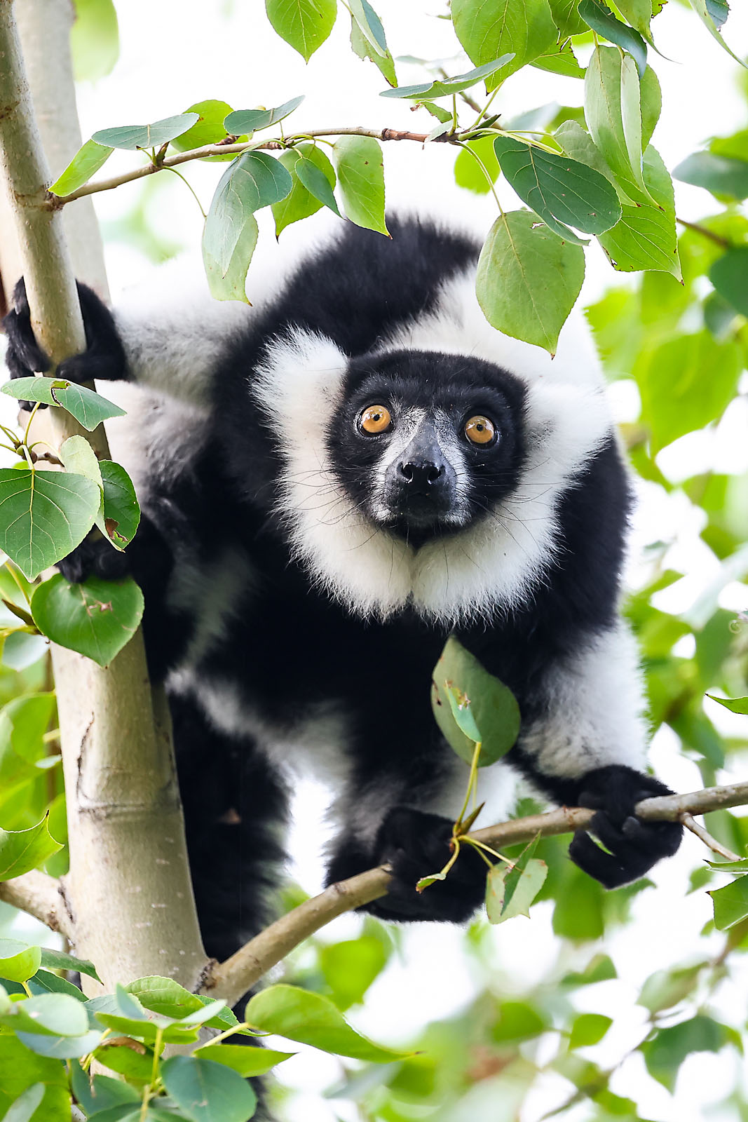 calgary zoo wildlife photographer sergei belski photo