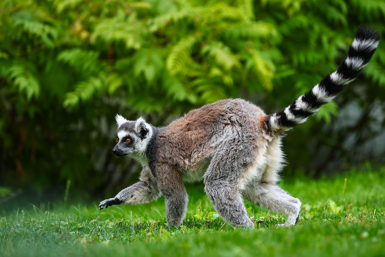 calgary zoo wildlife photographer sergei belski photo