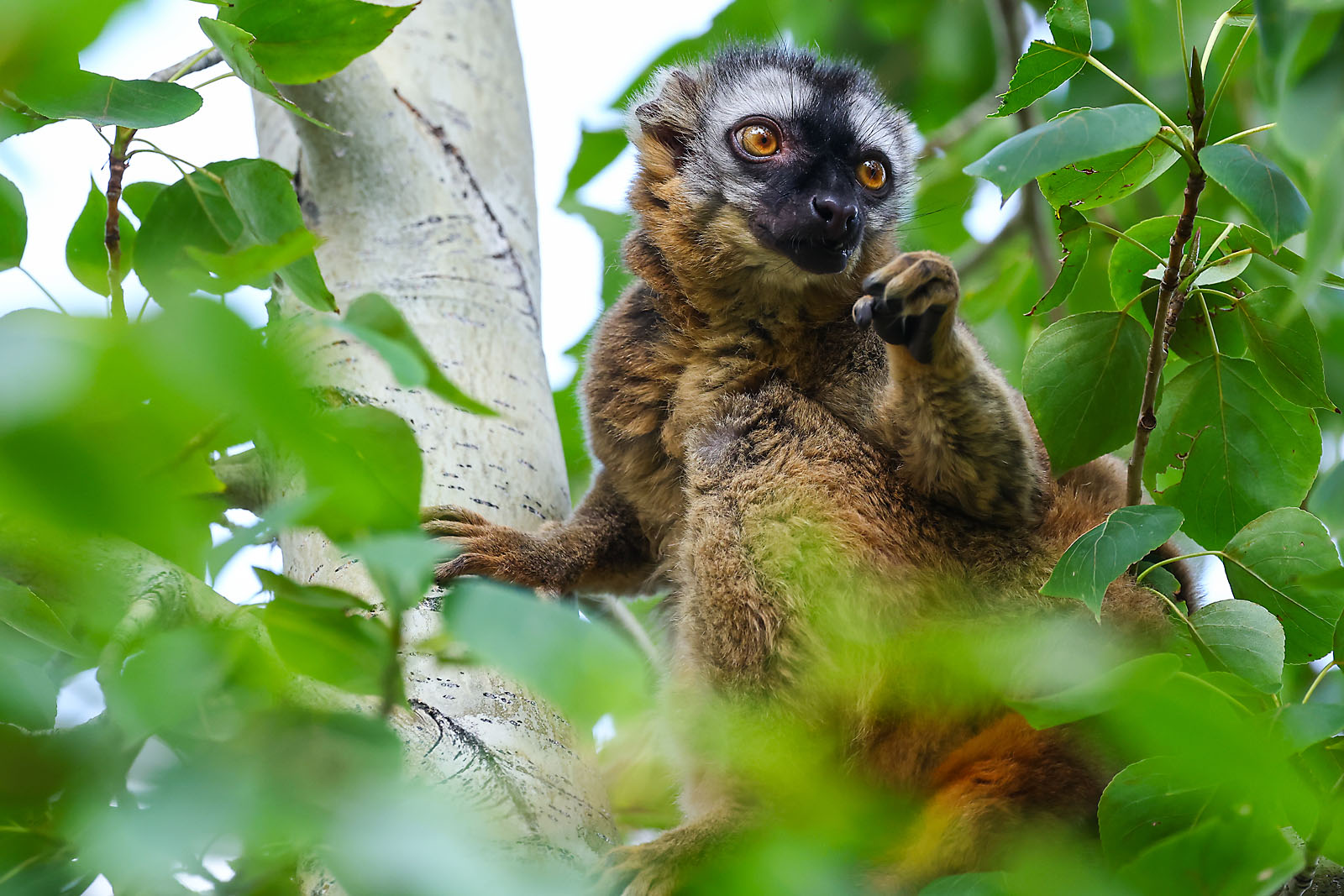 calgary zoo wildlife photographer sergei belski photo