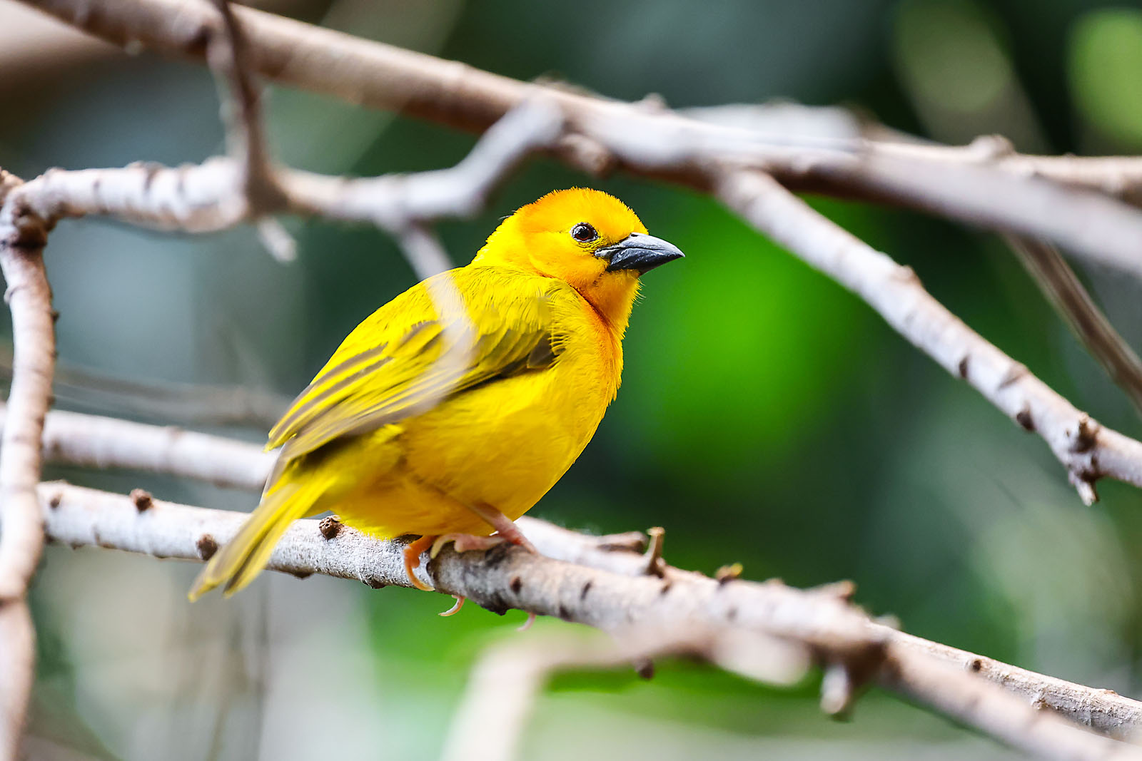 calgary zoo wildlife photographer sergei belski photo