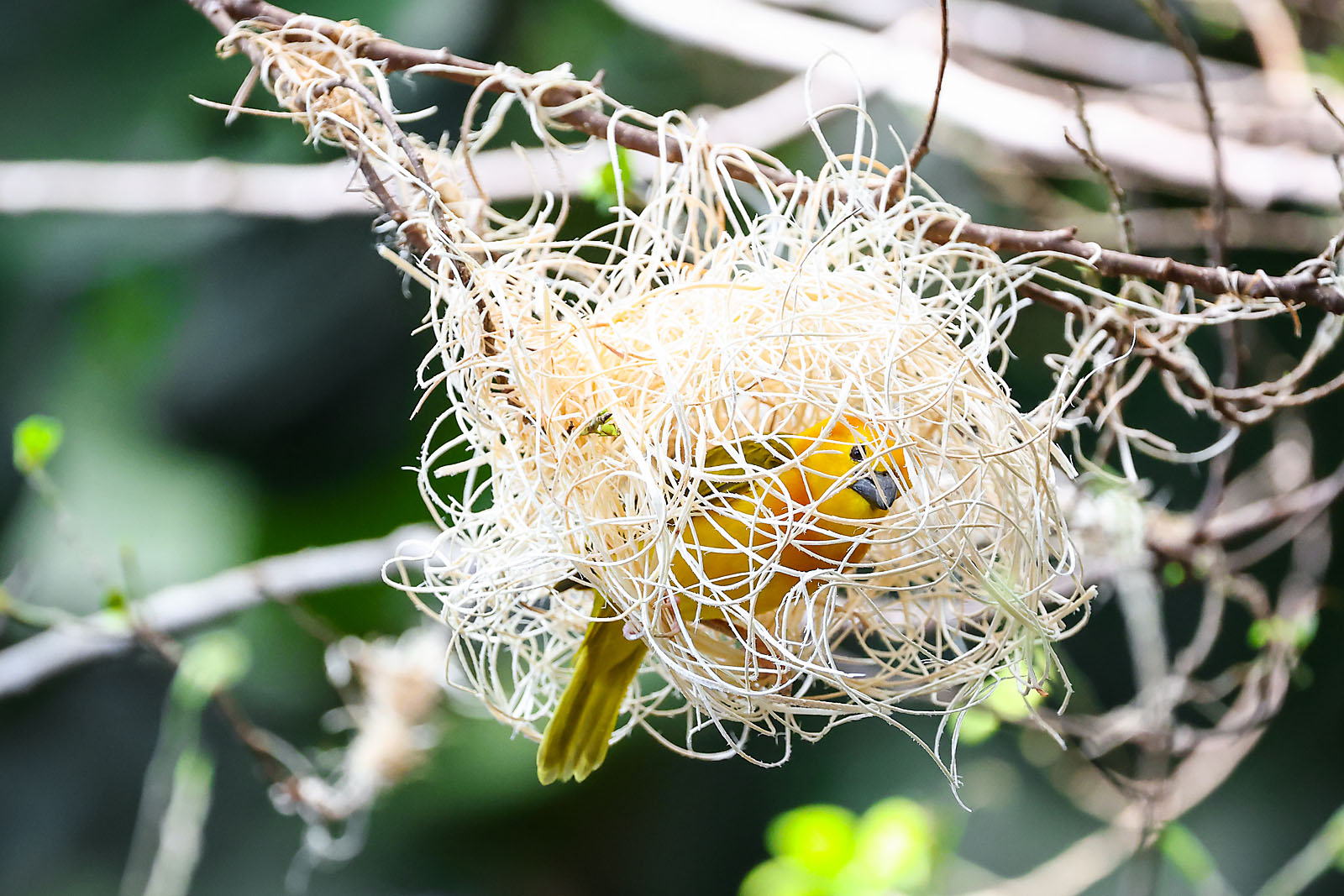 calgary zoo wildlife photographer sergei belski photo