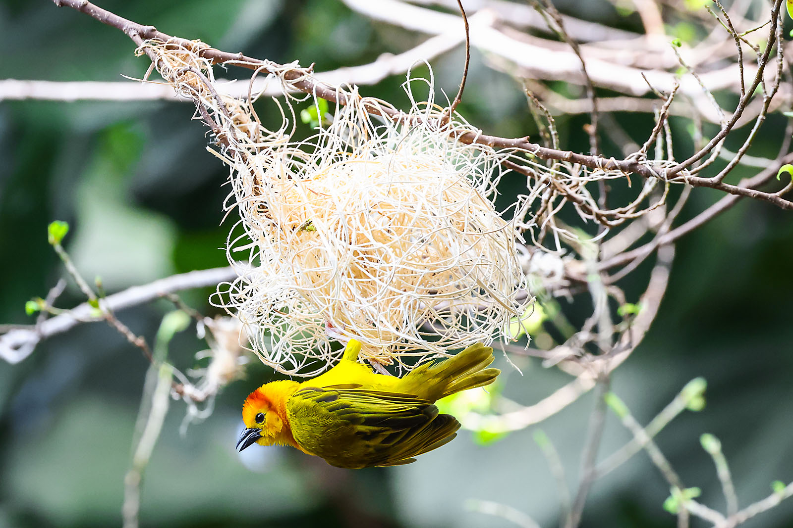 calgary zoo wildlife photographer sergei belski photo