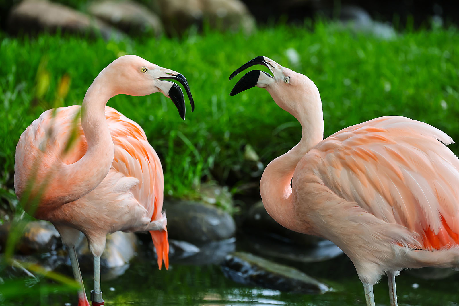 calgary zoo wildlife photographer sergei belski photo