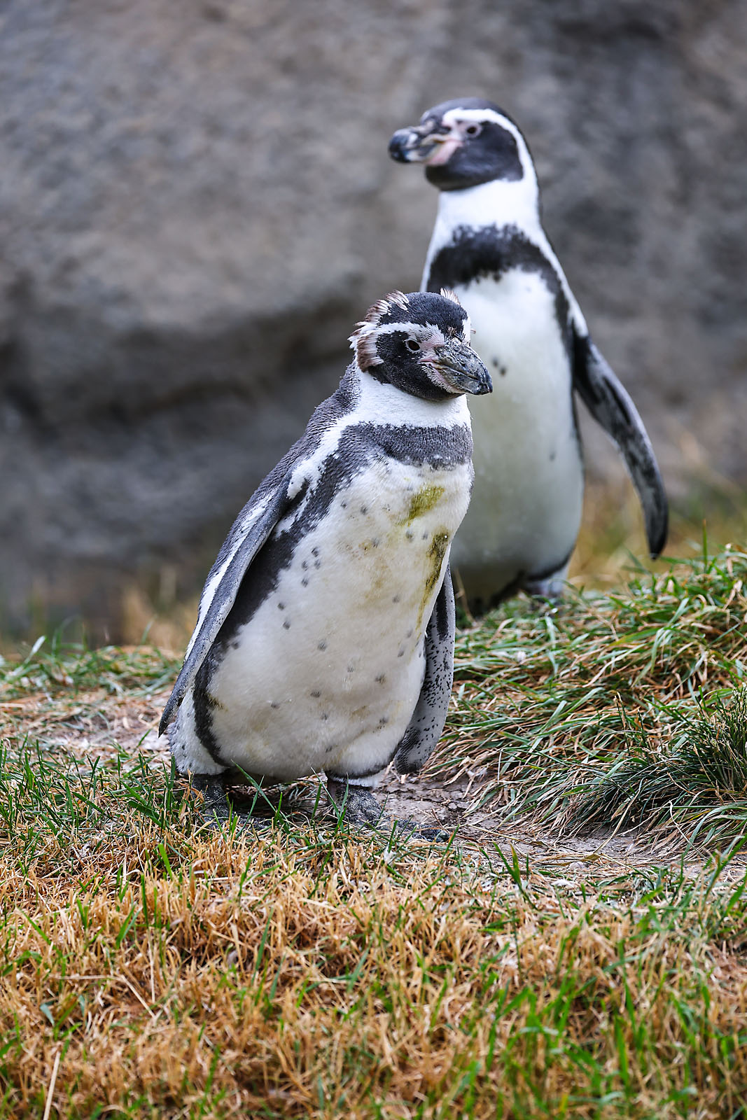 calgary zoo wildlife photographer sergei belski photo