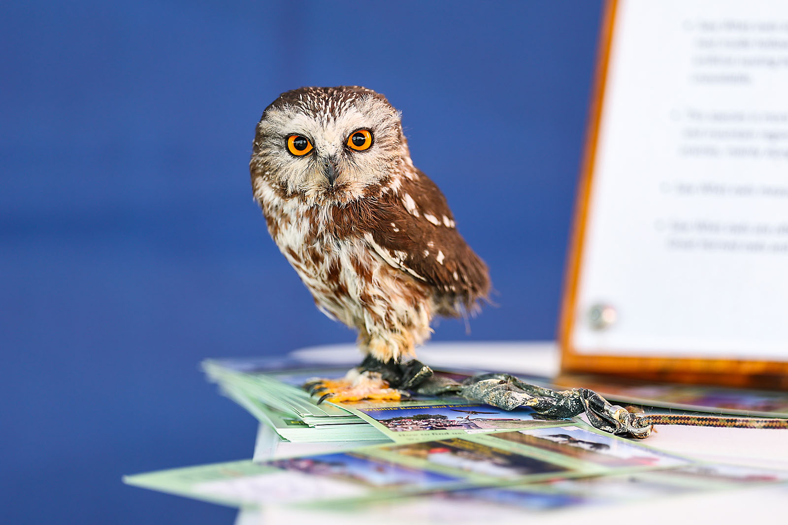 fortis alberta event photographer sergei belski photo