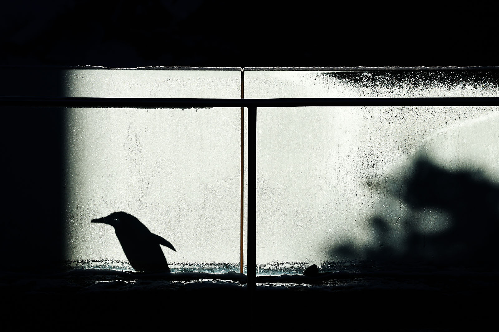 calgary zoo wildlife photographer sergei belski photo