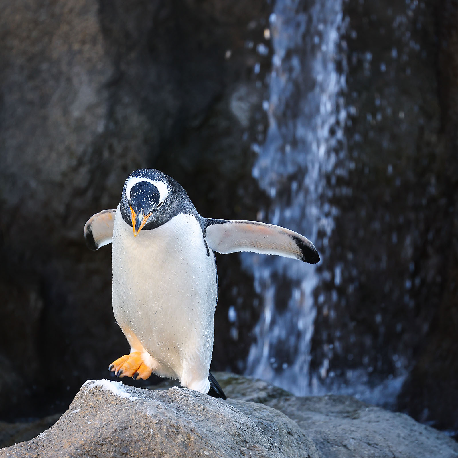 calgary zoo wildlife photographer sergei belski photo
