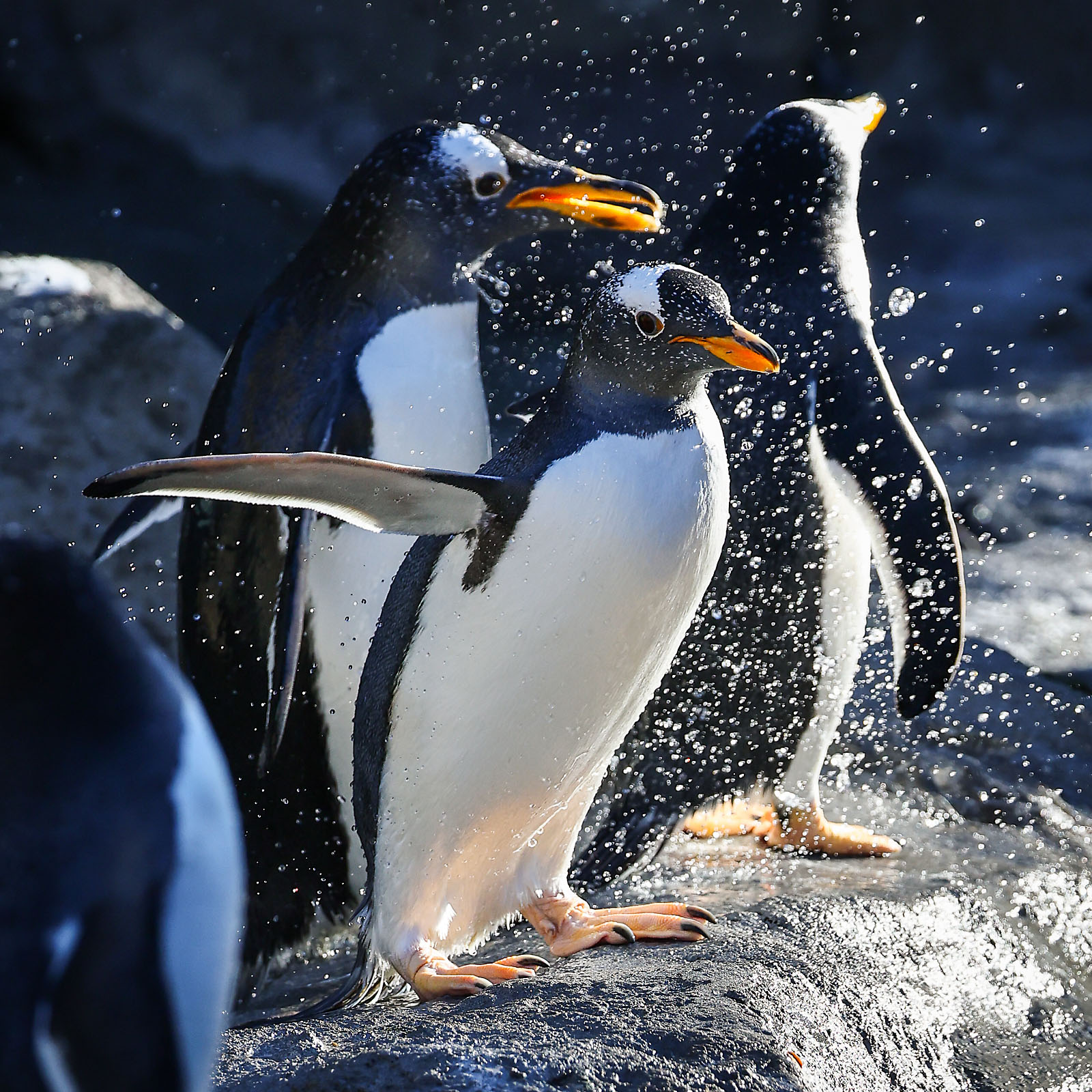 calgary zoo wildlife photographer sergei belski photo