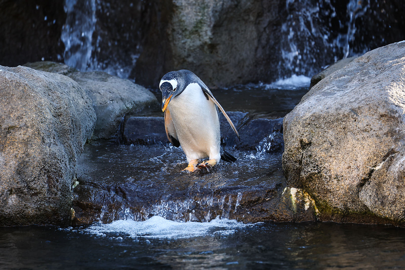 calgary zoo wildlife photographer sergei belski photo