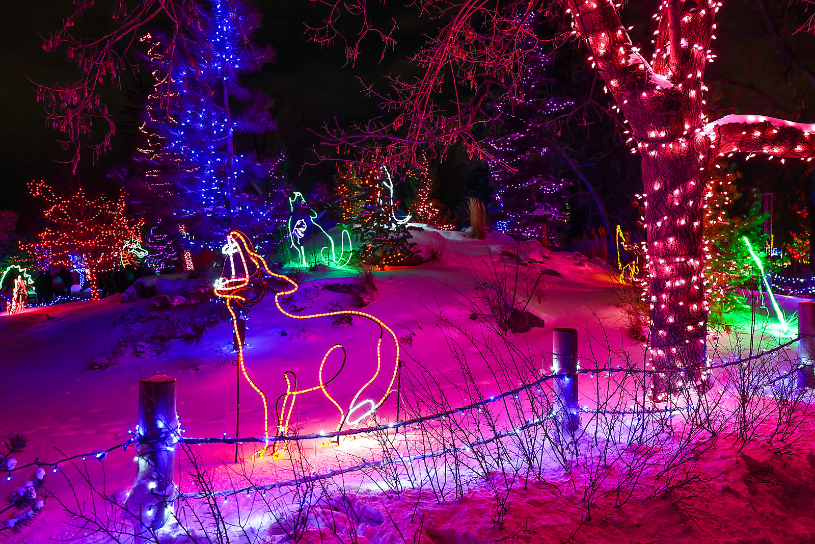 calgary zoolights event photographer sergei belski photo