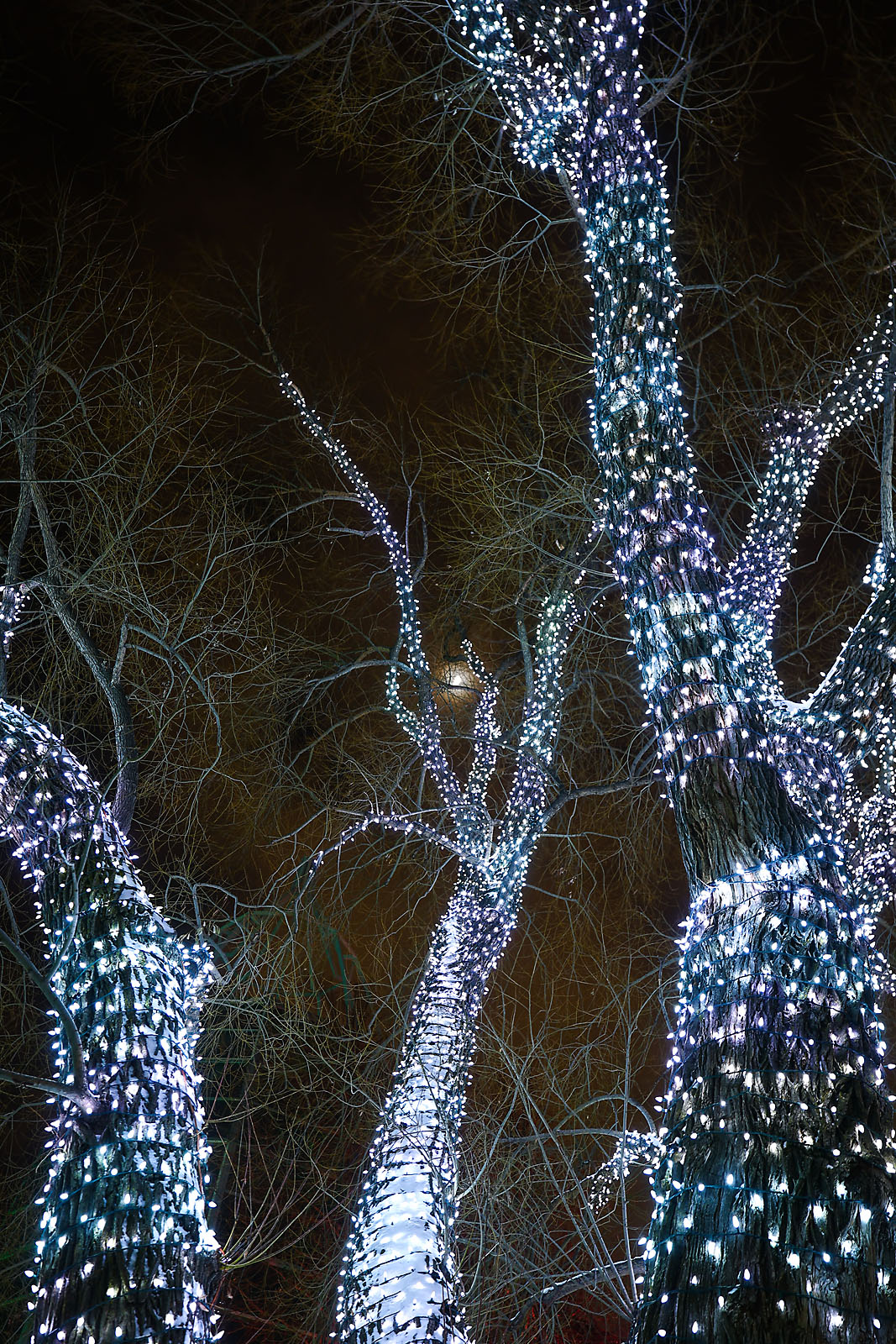 calgary zoolights event photographer sergei belski photo