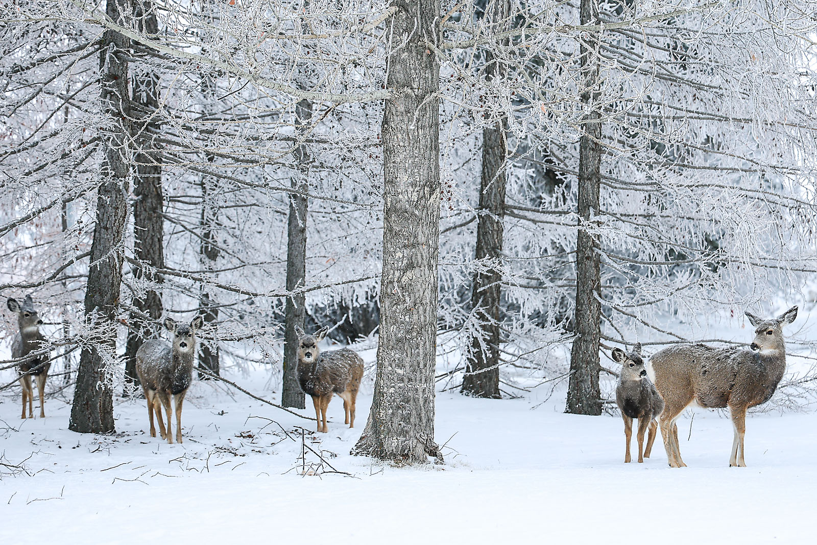 olds college commercial calgary photographer sergei belski photo