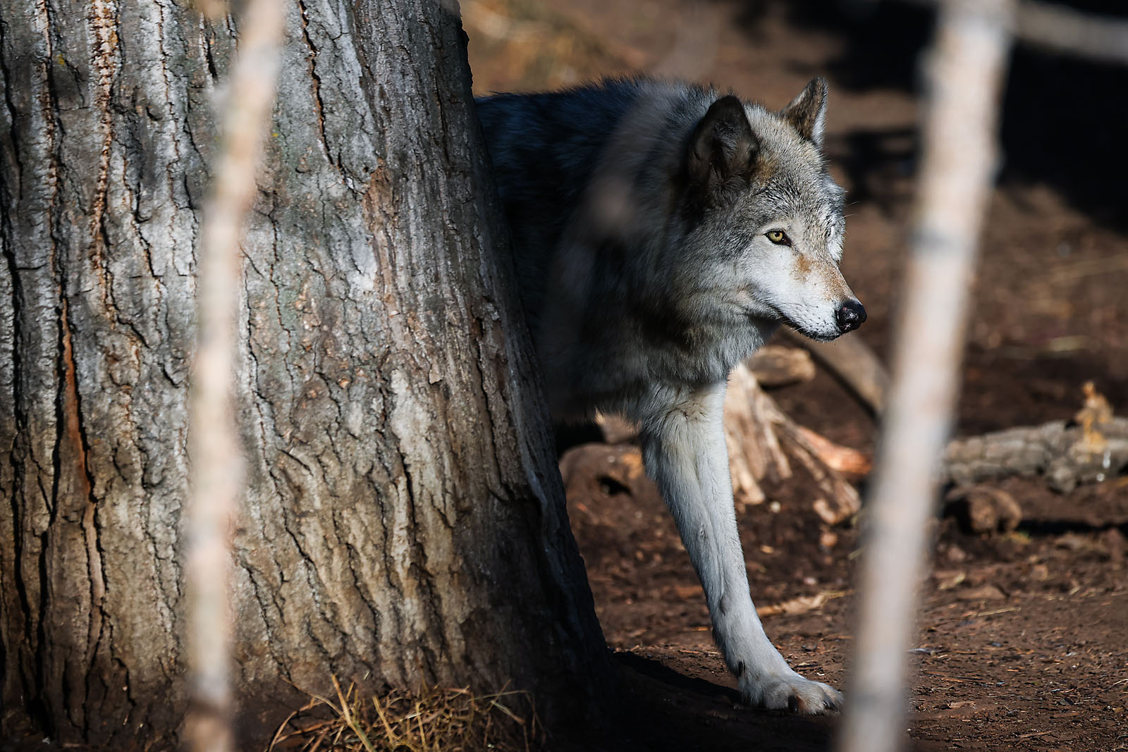 calgary zoo wildlife photographer sergei belski photo