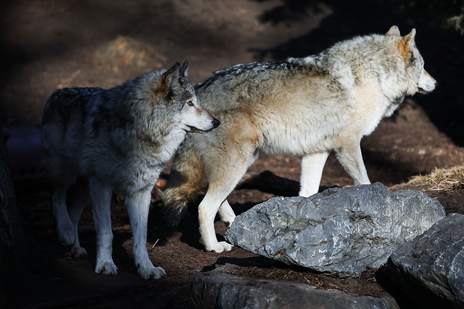 calgary zoo wildlife photographer sergei belski photo