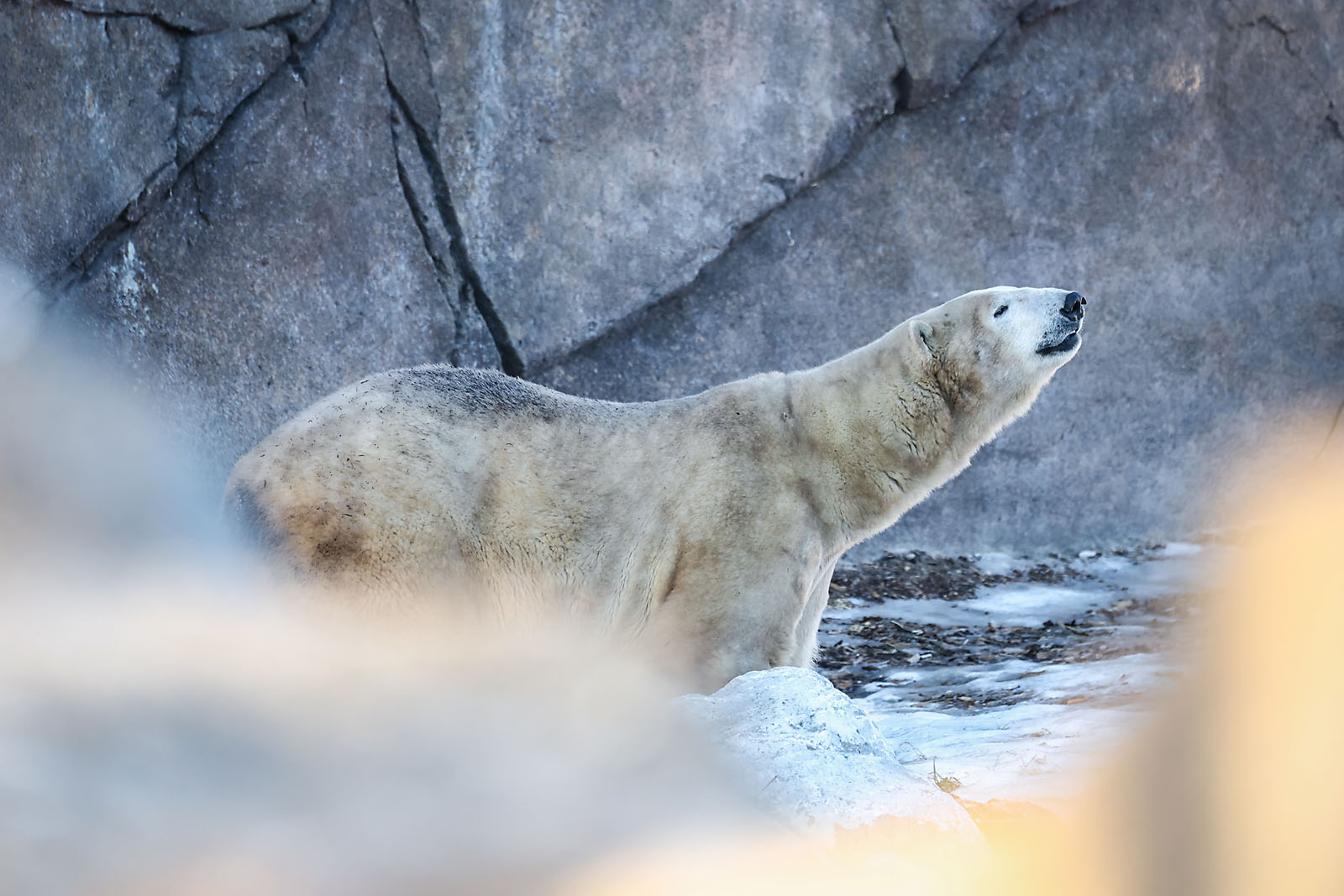 calgary zoo wildlife photographer sergei belski photo