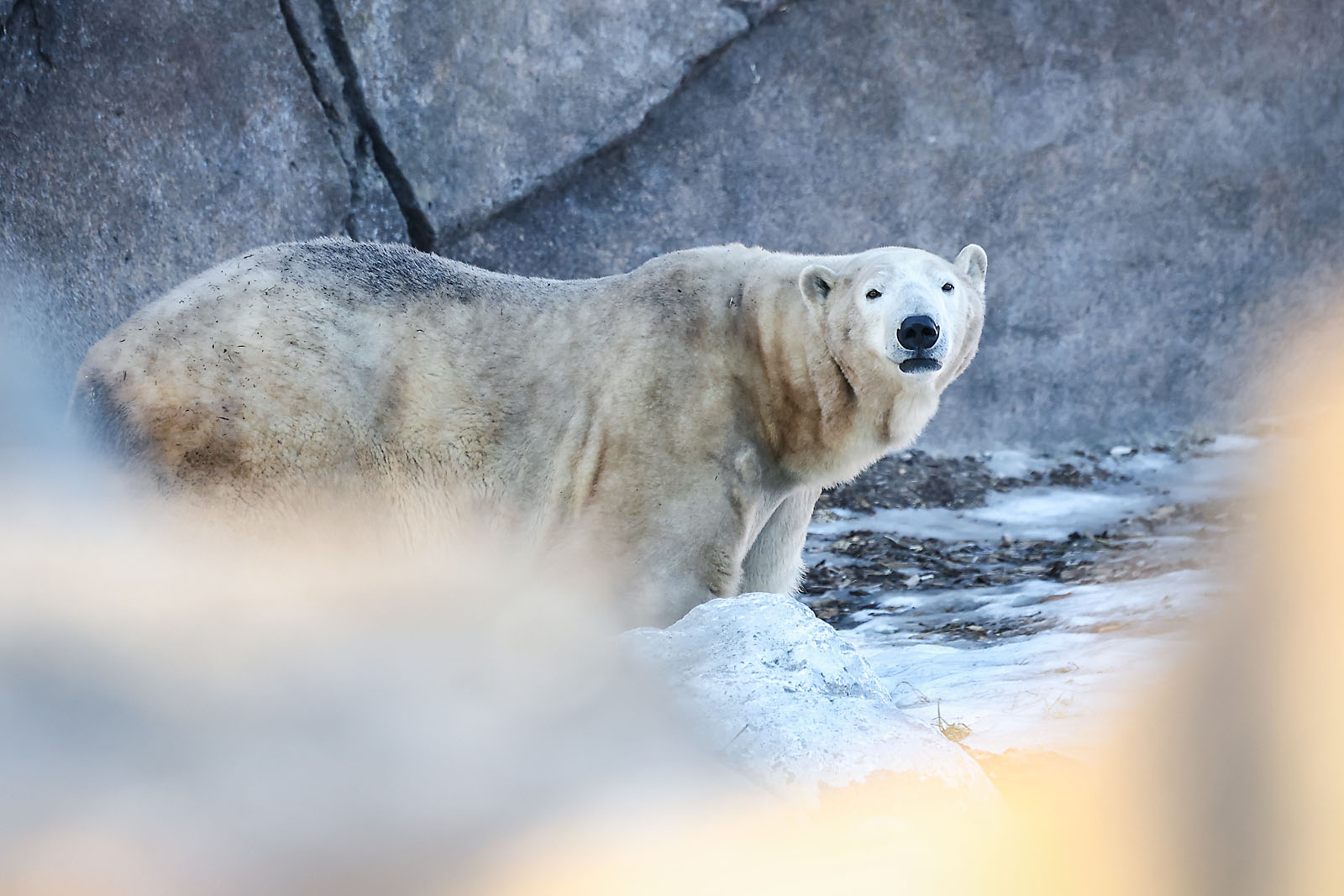 calgary zoo wildlife photographer sergei belski photo