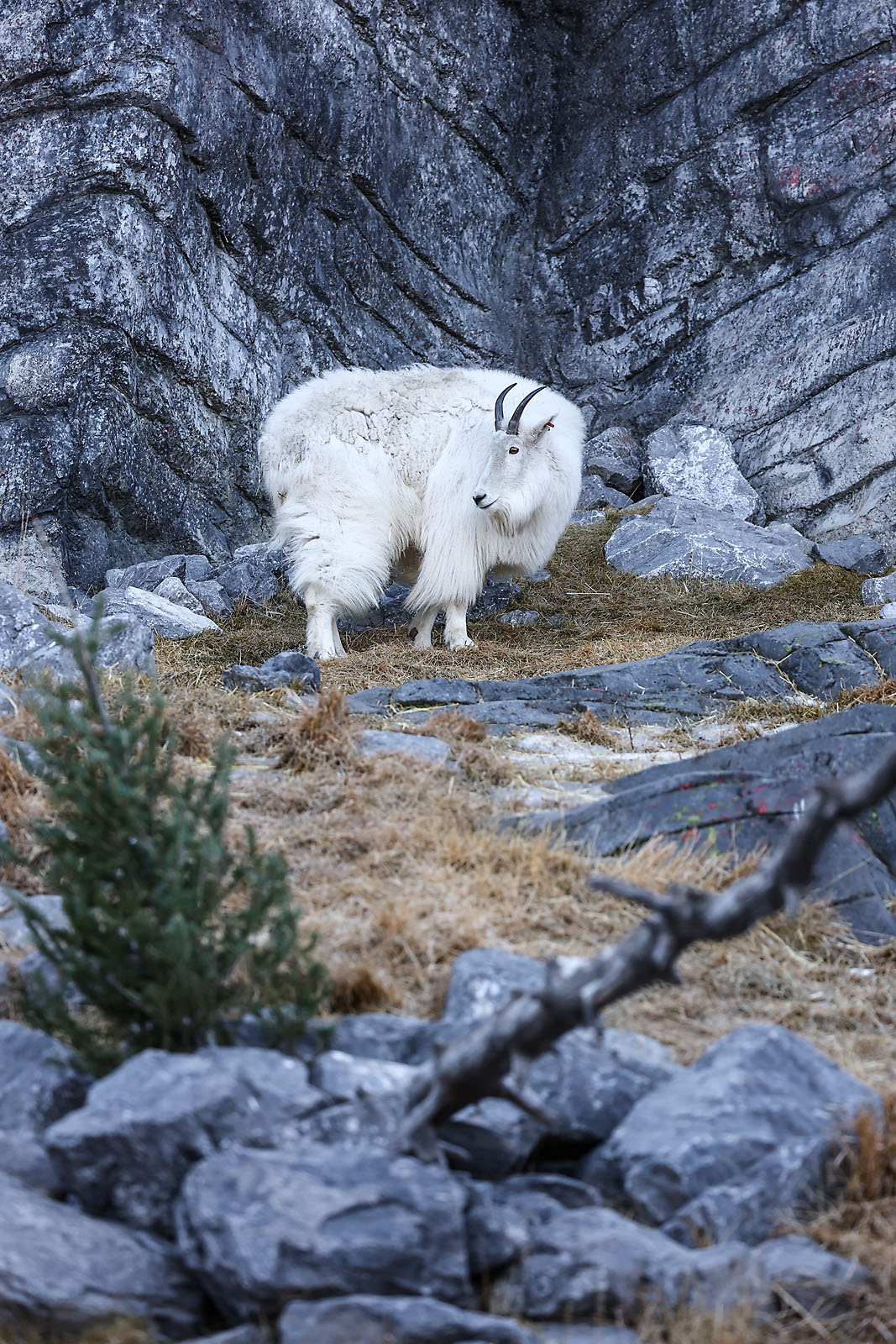 calgary zoo wildlife photographer sergei belski photo