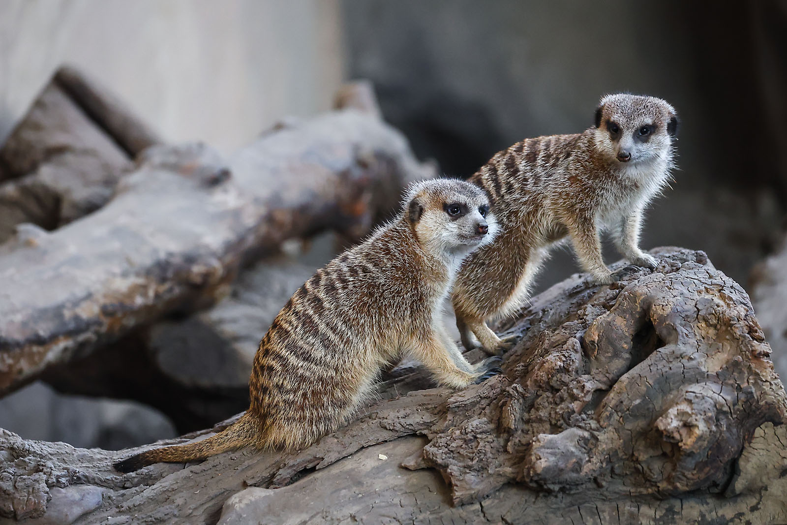 calgary zoo wildlife photographer sergei belski photo