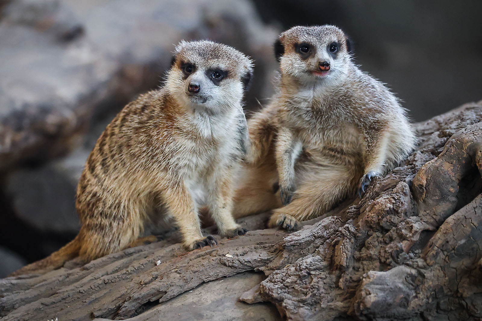 calgary zoo wildlife photographer sergei belski photo