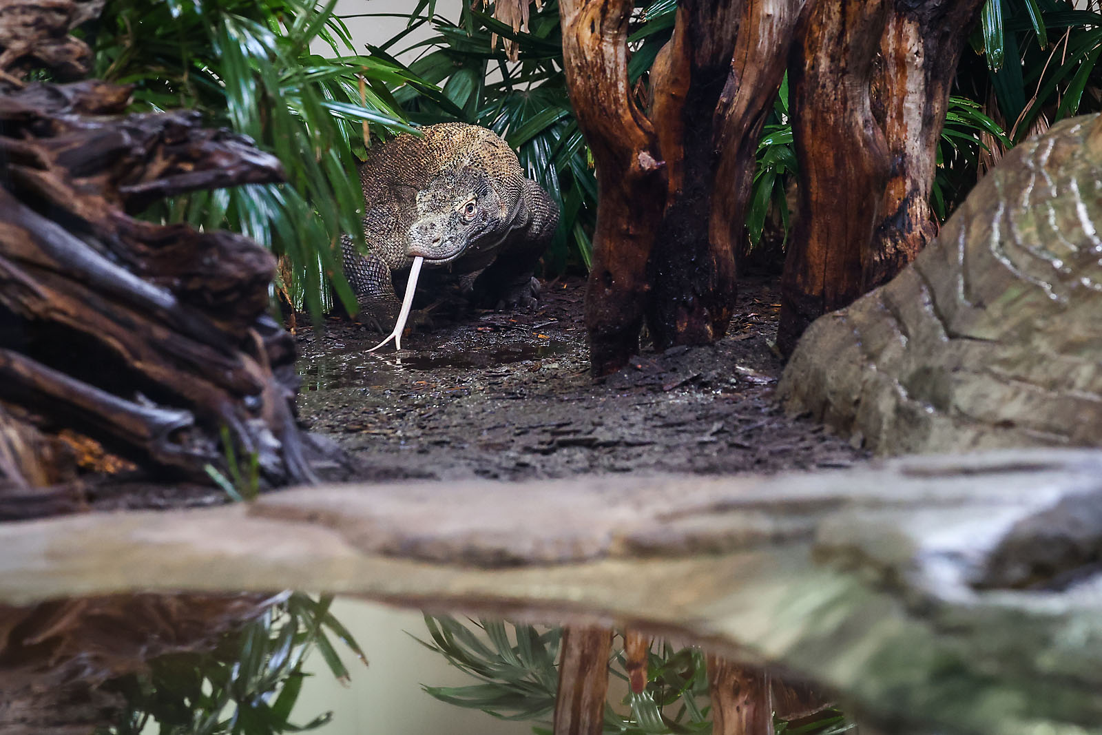 calgary zoo wildlife photographer sergei belski photo